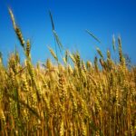 green wheat field under blue sky during daytime