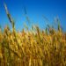 green wheat field under blue sky during daytime