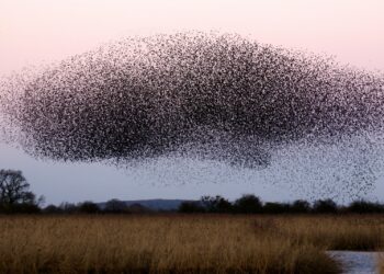 a large flock of birds flying over a field
