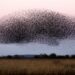 a large flock of birds flying over a field
