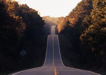 asphalt road between trees