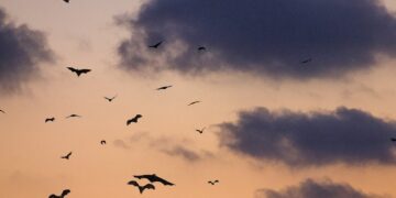 birds on sky