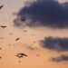 birds on sky